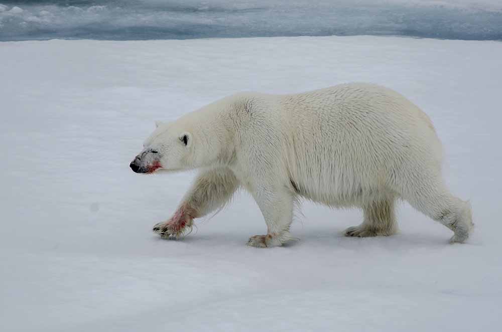 Oso Polar - islas Svalbard - Noruega 35.jpg